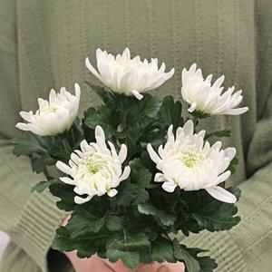 마이플랜트 성묘 생화 국화 06 소국 랜덤 한단 (옐로우/오렌지) 헌화 산소꽃 납골당 제사 명절 묘지 준비물