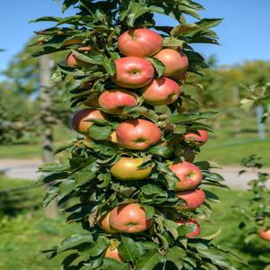 [새나무농원] 기둥사과나무 묘목 접목1 년생