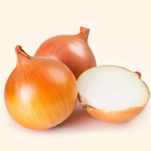 저장용 야채 양파 채소 구근식물 씨 종자 씨앗 300립 종자판매