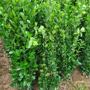 키움원예 사철나무 키1.2m 10주