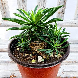 에덴플랜트 괴마옥 지름10cm포트 파인애플 선인장 아프리카 키우기쉬운식물 다육