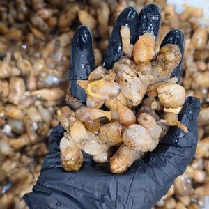 국내산 통영 오만둥이 오만디 미더덕 1kg