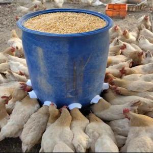 자동 닭 모이통 식수 닭장 가축 공급기 거위 오리 물통 사료 조류