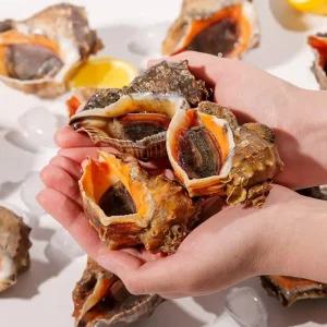 [전라도 청년] 산지직송 자연산 고흥 참소라 중 1kg [7-9미 내외]