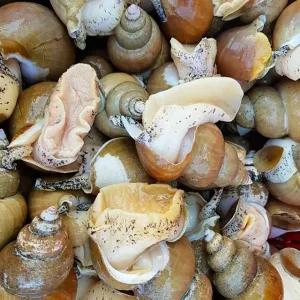 [더조은] 싱싱한 활 백고동 백골뱅이 (소) 40-50미