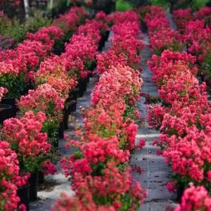 [충북농원] 연귀비 목백일홍 배롱나무 묘목 - 포트묘