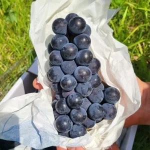 캠벨포도 포도 켐벨포도 특등급 15송이 5KG 7302068