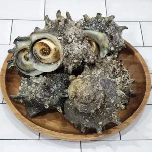 국산 통영 뿔소라 1kg