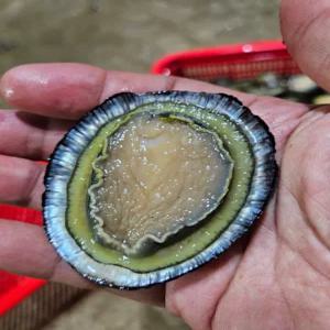 청정해역 완도 자연산 배말 삿갓조개 500g 당일배송