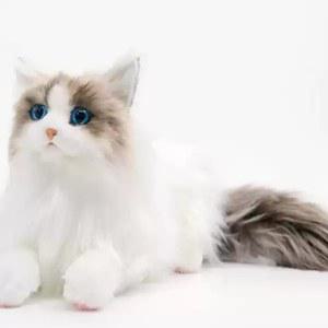 렉돌 같은 고양이인형 백색 형 귀여운 피규어 야옹이 리티 같은인형