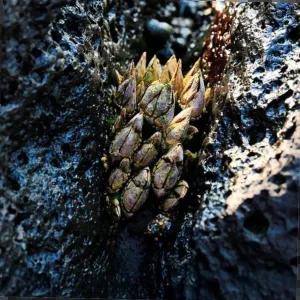 청정 통영 앞바다 자연산 급냉 거북손 1팩(300g)