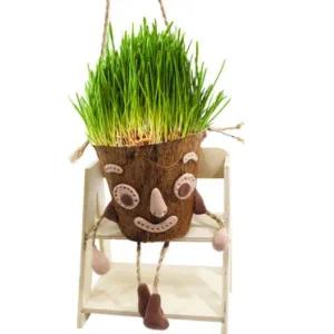 보리새싹 코코넛 화분 만들기 식물 키우기 재료 10인용 신혜경쌤