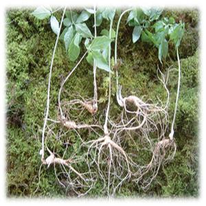 국내산 산양삼 10년근 1뿌리 가격 산삼 국내 장뇌삼 산양 산삼