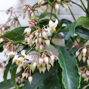 [소나무길] 부자되는 만냥금 중형 공기정화 선물 2000