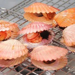 산지직송 남해안 홍가리비 1kg