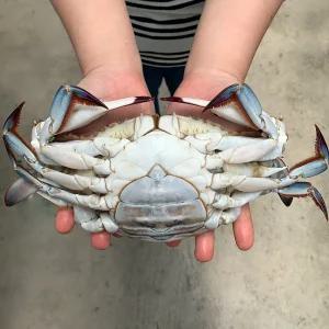 싱싱한 국내산 알배기 급냉 암꽃게 3kg 특대/왕특대 사이즈