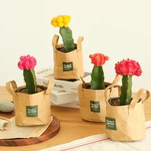 [BFA]프레시가든 비모란선인장 빈티지커버 화분-레드,옐로,핑크,오렌지(4종택1)