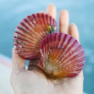 [롯데백화점]삼촌밥먹자 통영 제철 홍가리비 1kg