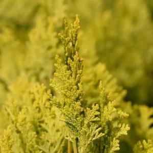 [충북농원] 황금측백 측백나무 묘목 - 분묘 흙털이묘