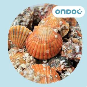 [롯데백화점]온도씨 [온도씨]경남 통영 산지직송 비단가리비(1kg)