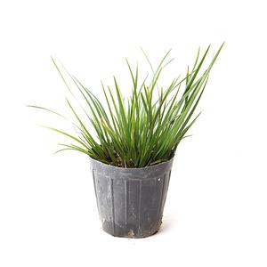 미니 석창포 - (수생 수중 수경재배식물)