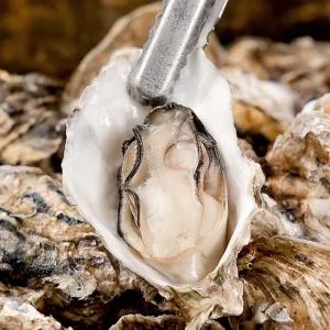 [오늘의바다] 국내산 하프셀(반각)굴 (25미내외)