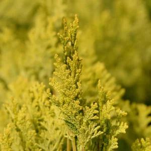 [충북농원] 황금측백 측백나무 묘목 - H0.6~H0.8/분묘