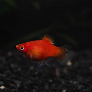 삼각 플래티 [5마리] 난태생 열대어 물고기 관상어 마리아쿠아