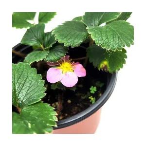 딸기 키우기(자동급수장치.모종포함)식물키우기