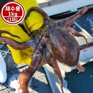국내산 통영 활 문어 (제수용) 돌문어 (1kg 1미)/당일 조업 빙장포장/추석 설날 명절 제사용 