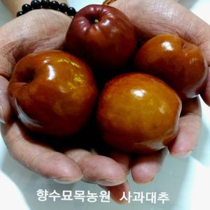 향수묘목농원 사과대추 왕대추 2년생 분묘