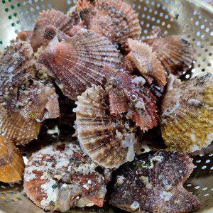 [미각기행][G]미각기행 통영 비단가리비 1kg