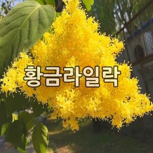 라일락나무 묘목 황금라일락 접목2년