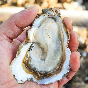 [통영수산물시장] 석화굴 10kg