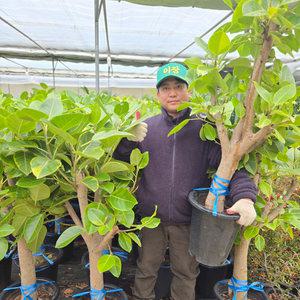 공기정화식물 뱅갈고무나무 대품 거실 카페 사무실 인테리어 식물 화분 키우기