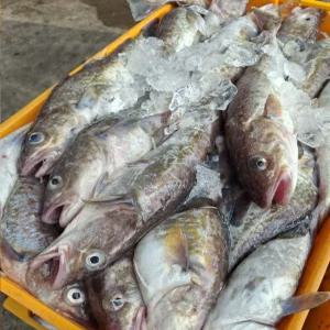 국내산 생물 대구 3kg 2-6미 내외 당일조업 찜 구이 탕 튀김 급냉