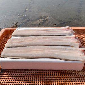 국내산 통영 바다장어 1kg