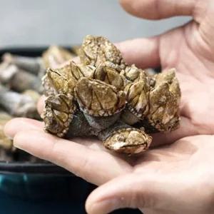 국내산 급냉 거북손 500g