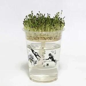 한컵 새싹 알팔파 식물키우기키트 식물기르기 씨앗키