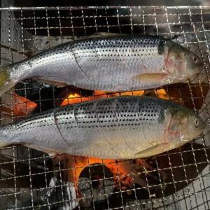 남해 구이용 생물 전어 1kg 8-14미 삼천포전어 남해전어 햇 전어 구이 여름전어 가을전어 겨울전어