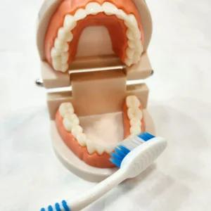 유아동 올바른 칫솔질 연습모형 양치질 충치발생 학습 치아모형 교구