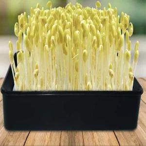 새싹 재배기 콩나물 키우기 무순 기르기 사각 블랙/식물키우기 식물재배하기 씨앗키우기 실습