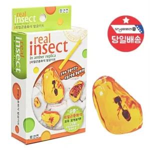 고품질 빨간오리 리얼 곤충화석 발굴 체험키트 DIY 장난감 초등학교 (WBBA179)