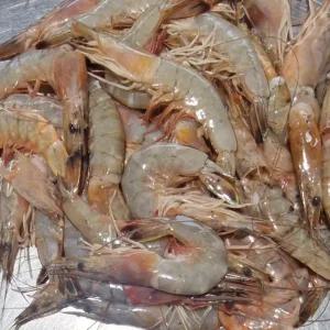 빌리푸드 군산 산지 자연산 대하 새우 1kg