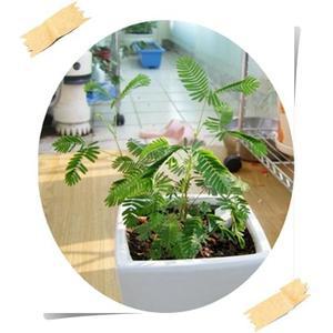 [행복한뜰에]신경초/미모사/기능성식물