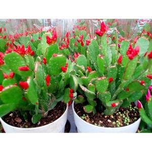 포도밭 게발선인장(행사1개,2개) 개발선인장 화분