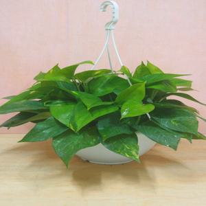 소나무길 스킨답서스 스킨 넝쿨식물 공기정화  1863