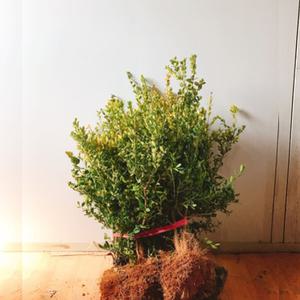 회양목묘목 10그루 울타리나무 산소에심는나무 3년생