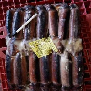 국내산 선동오징어 8.5kg 대(25미 내외)