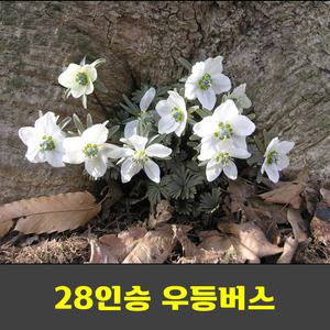 내변산 변산 관음봉 내소사 변산마실길 샤스타데이지꽃 국립공원 우등버스 안내산악회
